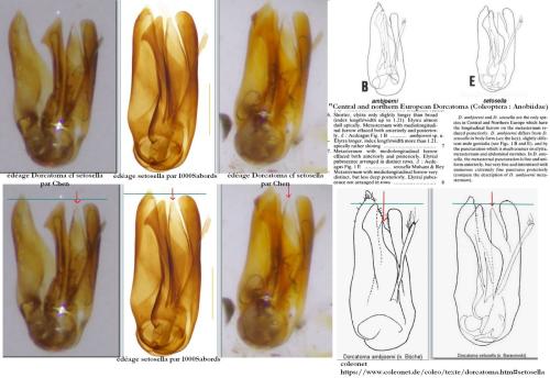 Réf. 347 767 : Dorcatoma sp.